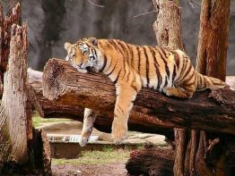 У тигрицы в зоопарке Бронкса Нью-Йорка был выявлен положительный результат на коронавирус. Инфекция, которая, как полагают, является первой известным случаем COVID-19 у животного в США и у тигра вообще