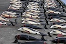 Японцы перестанут убивать китов