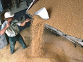 Правительство РФ частично разрешило вывоз зерна на экспорт