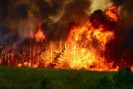 Из-за лесных пожаров погибли пятеро