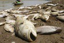 В Венгрии массово гибнет рыба