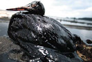 ВР виновна в нефтяном загрязнении