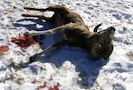 Дело о незаконной охоте на Алтае