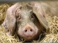 В Оренбуржье снят карантин, введенный после вспышки африканской чумы среди свиней в селе Черноречье Оренбургского района, продлившийся весь август.