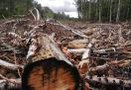 Химкинский лес станут рубить в марте