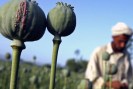 РФ и США борются с афганским наркотрафиком