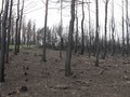 Путин велел восстановить сгоревшие леса