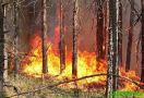 Лесные пожары угрожают Воронежу