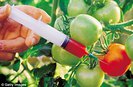 «Сельская Россия» против ГМО